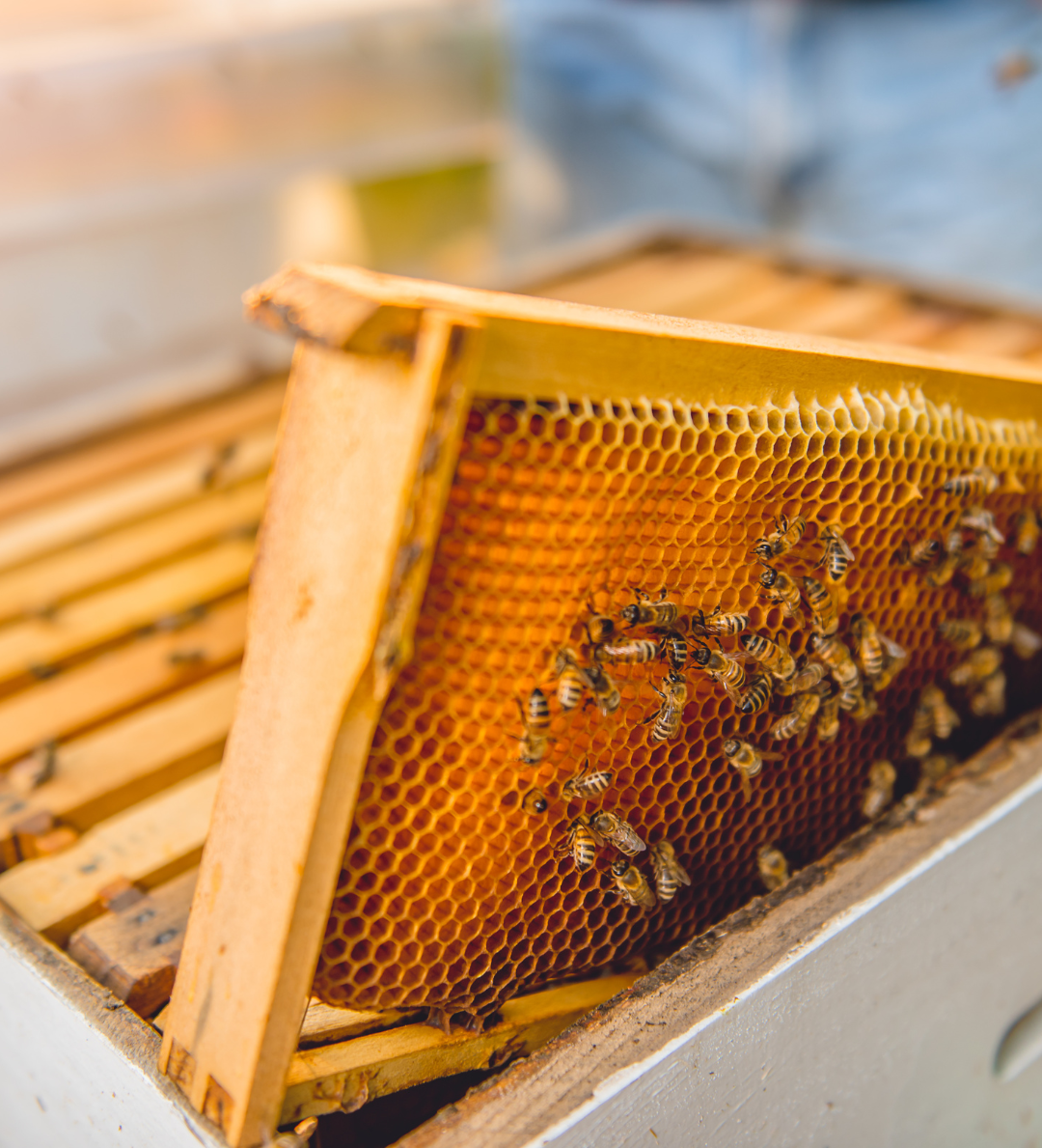 Bumble bees on honey combs